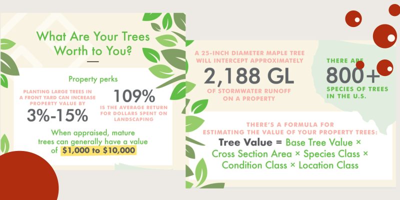 A beautiful residential yard with mature trees providing shade and aesthetic appeal.