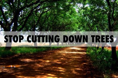 A lush forest representing the importance of preserving trees