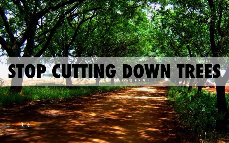 A lush forest representing the importance of preserving trees