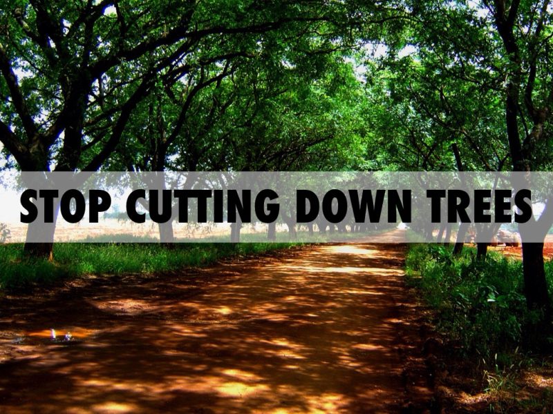 A lush forest representing the importance of preserving trees
